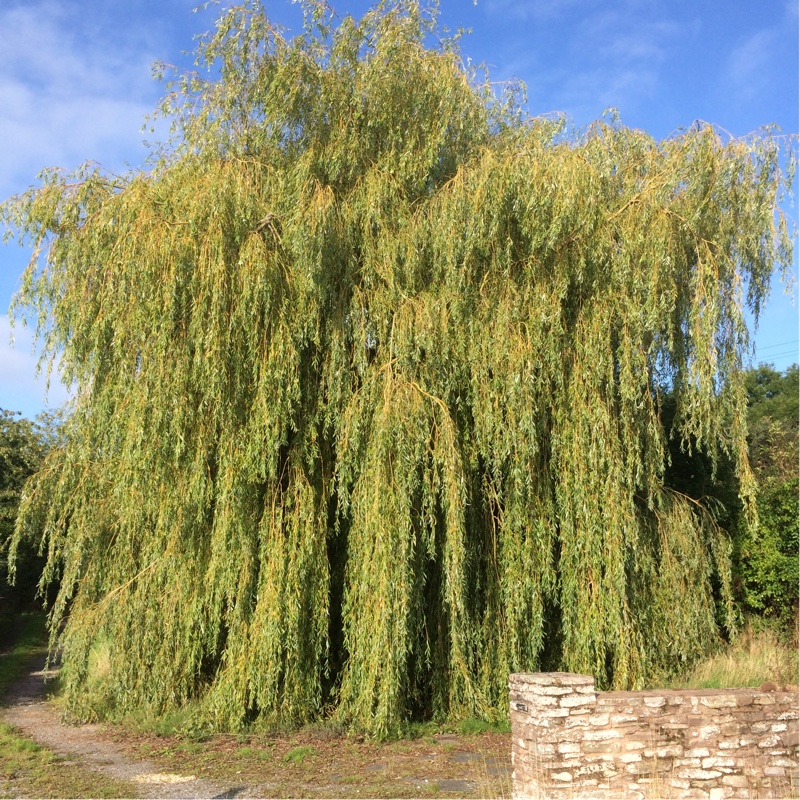 Golden Weeping Willow in the GardenTags plant encyclopedia