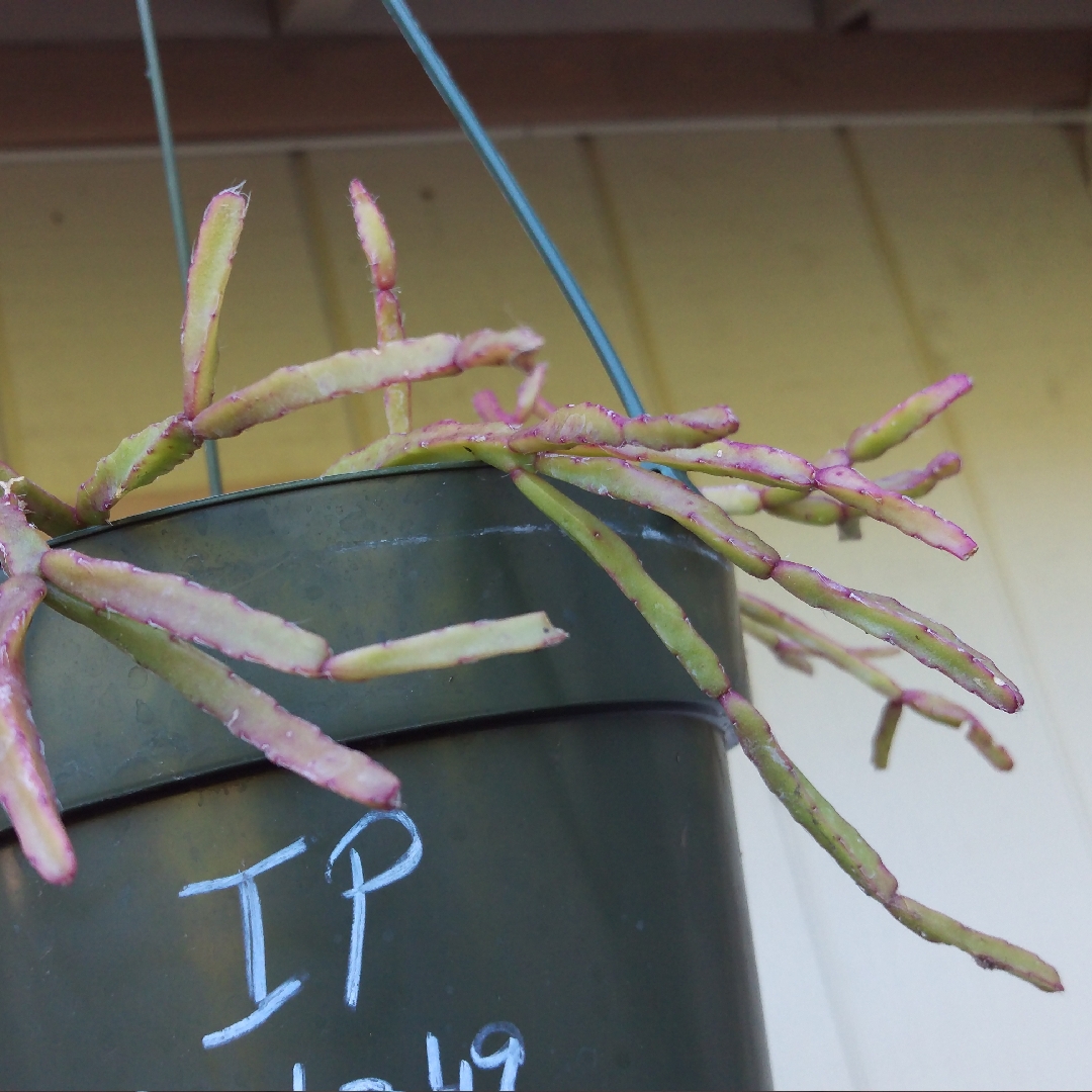 Mistletoe cacti in the GardenTags plant encyclopedia