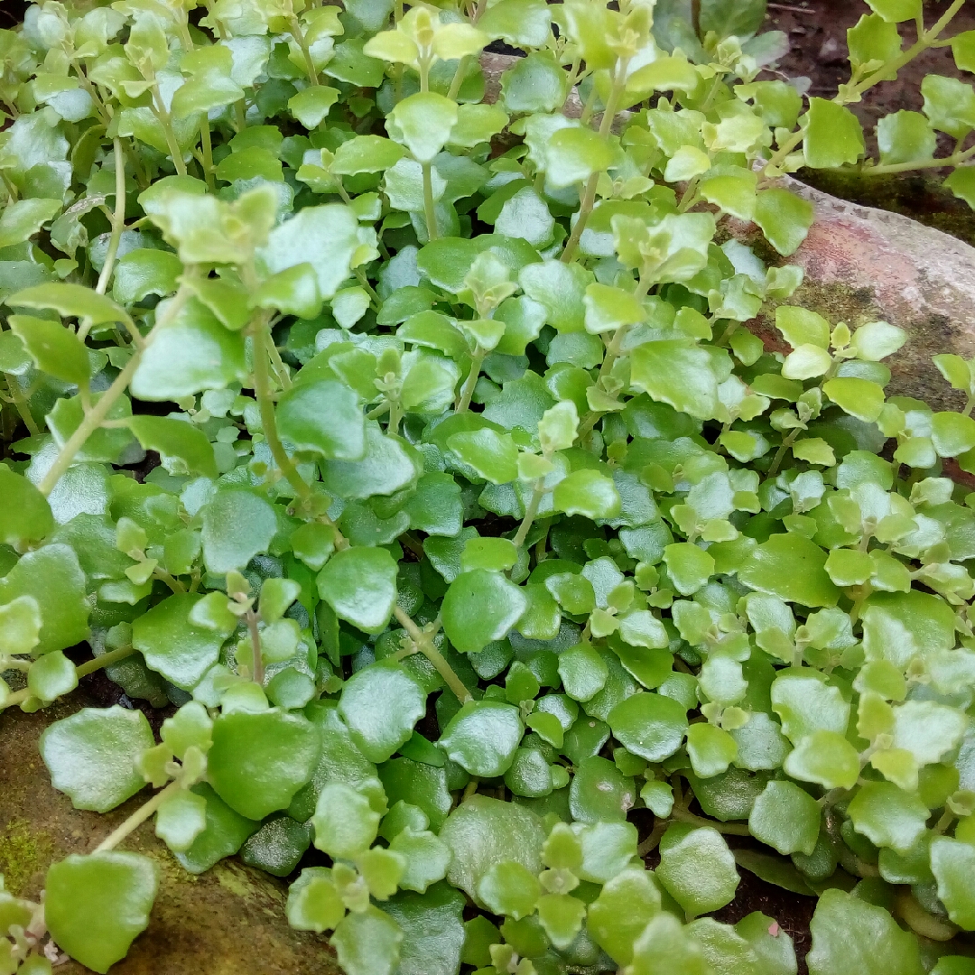 Succulent Swedish Ivy in the GardenTags plant encyclopedia