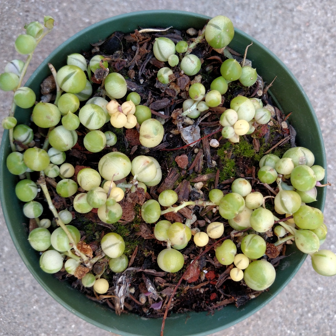 String Of Pearls Variegated in the GardenTags plant encyclopedia