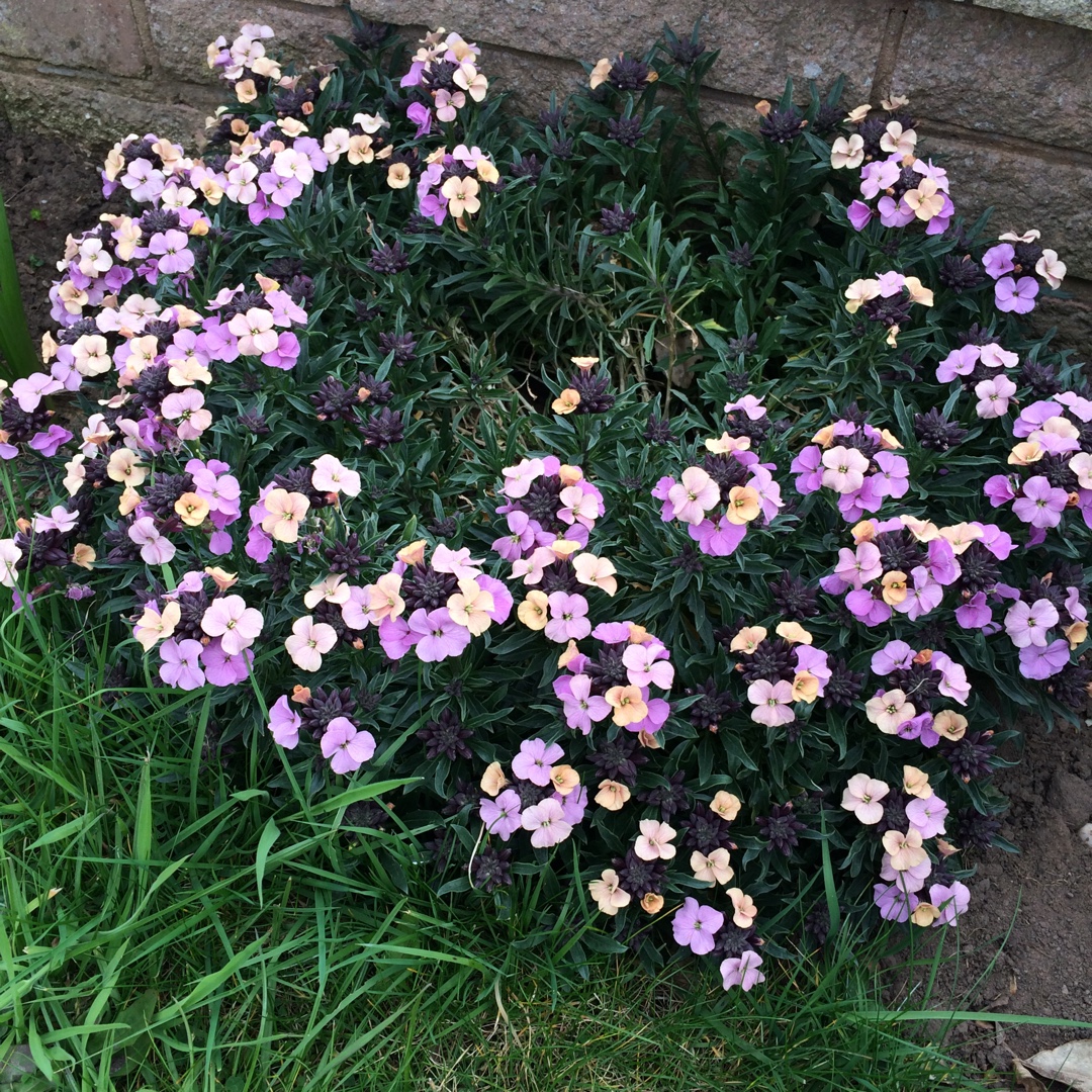 Wallflower Night Skies in the GardenTags plant encyclopedia