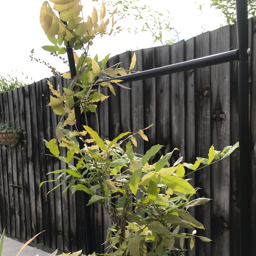 Japanese wisteria Rosea in the GardenTags plant encyclopedia