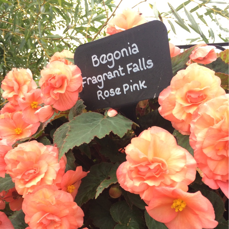 Trailing begonia Fragrant Falls Rose Pink in the GardenTags plant encyclopedia