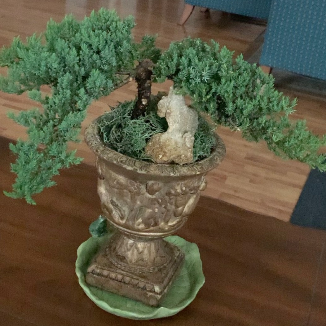 Juniper Nana in the GardenTags plant encyclopedia