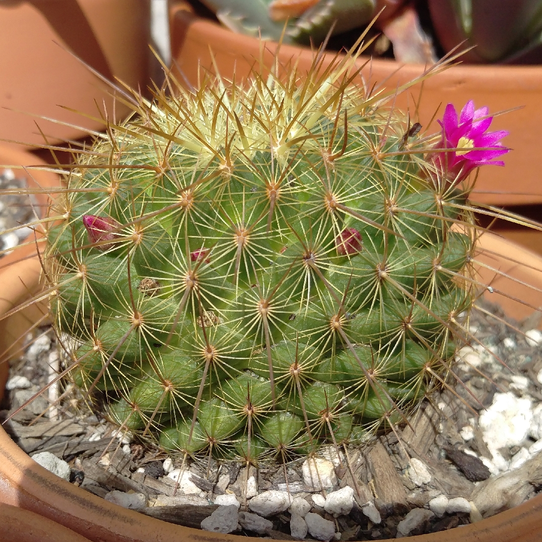 Mammillaria Ginsa Maru in the GardenTags plant encyclopedia