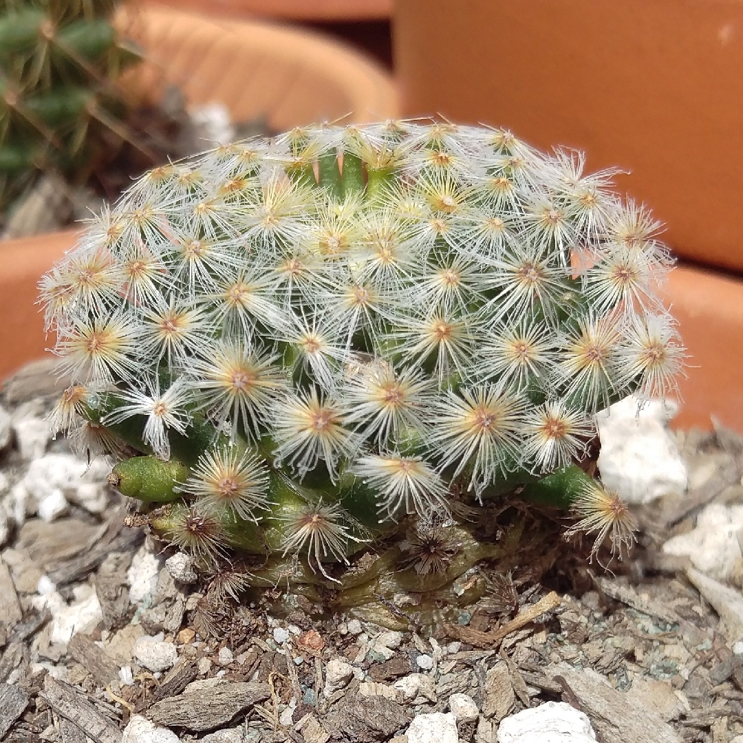 Mammillaria carmenae in the GardenTags plant encyclopedia