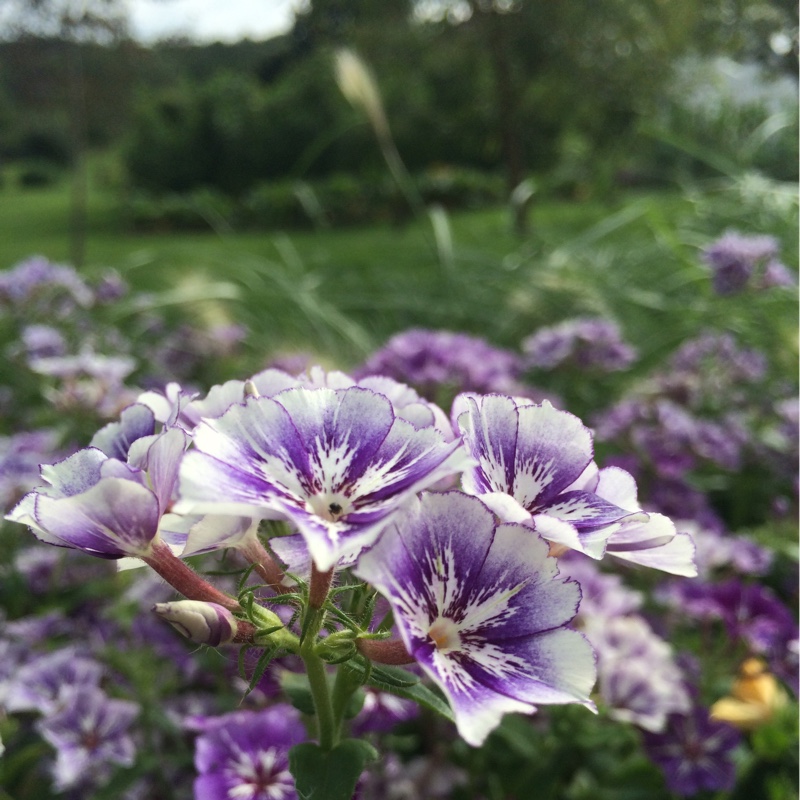 Drummonds Phlox Sugar Stars in the GardenTags plant encyclopedia