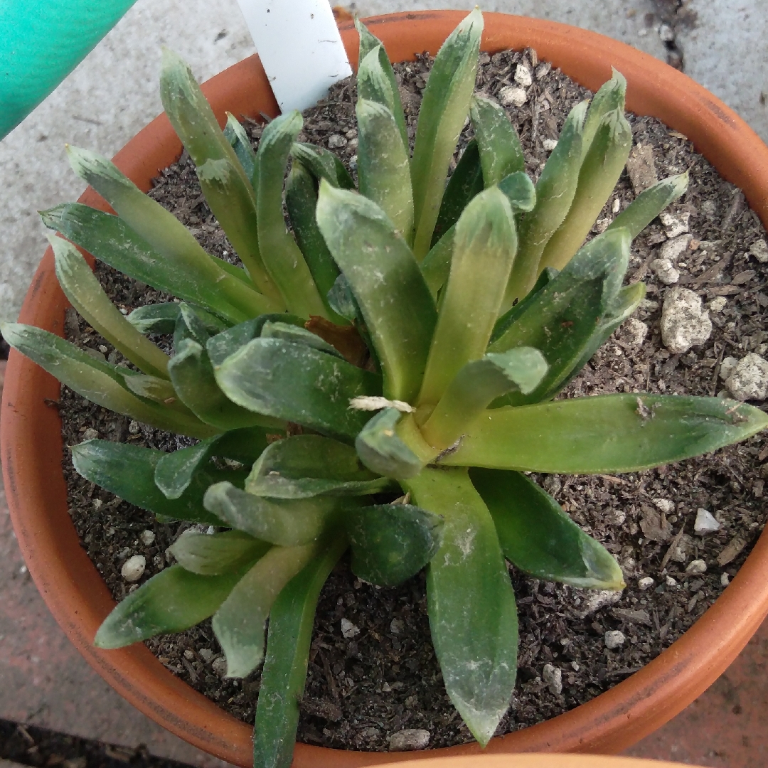 Haworthia Harry Johnson in the GardenTags plant encyclopedia