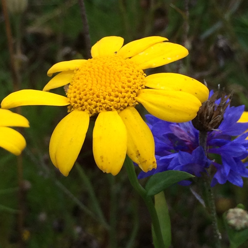 Corn Marigold in the GardenTags plant encyclopedia