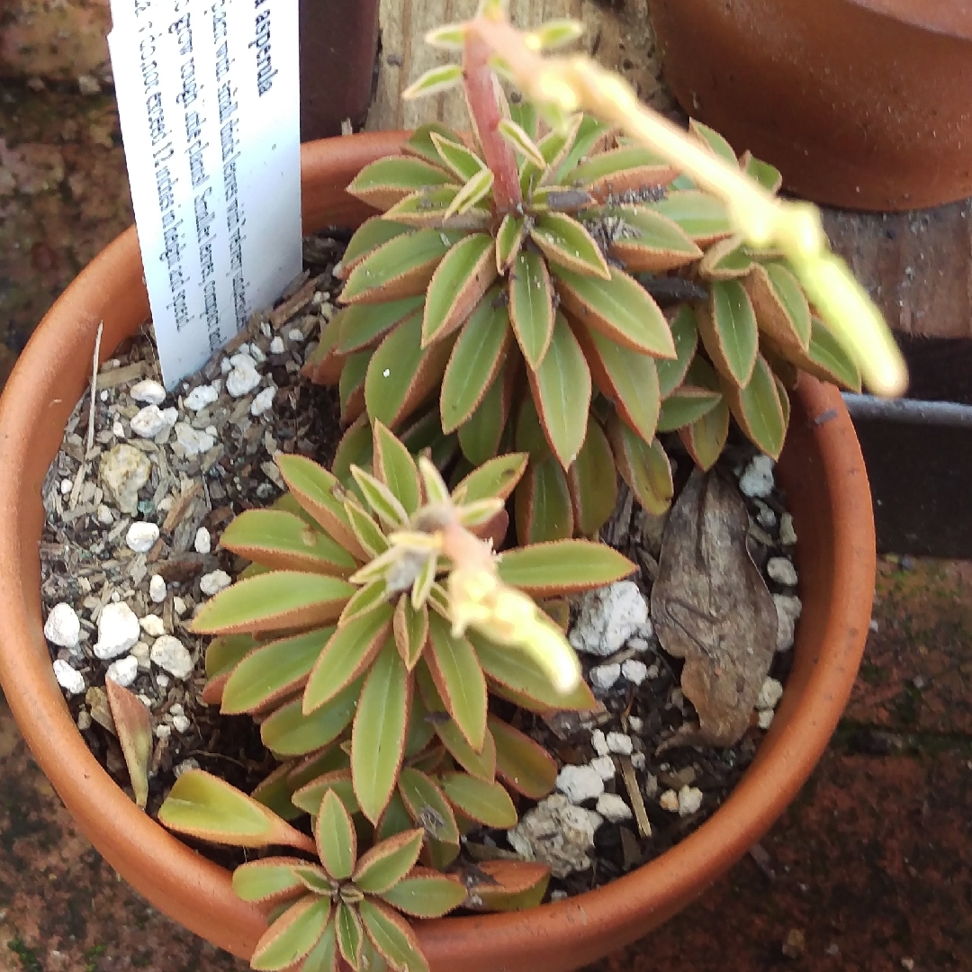 Peperomia asperula in the GardenTags plant encyclopedia