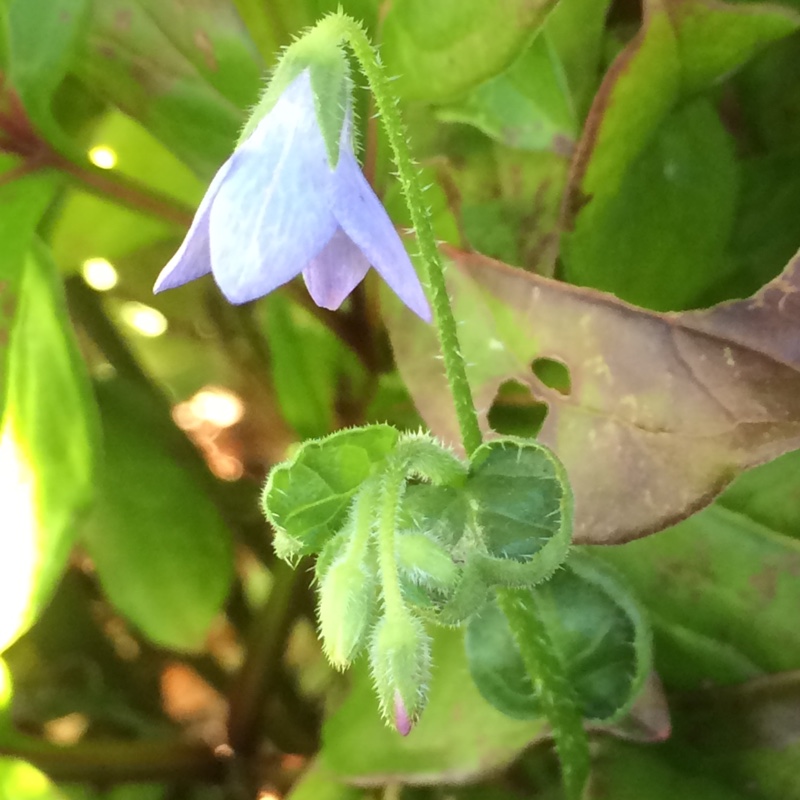 Slender Borage in the GardenTags plant encyclopedia