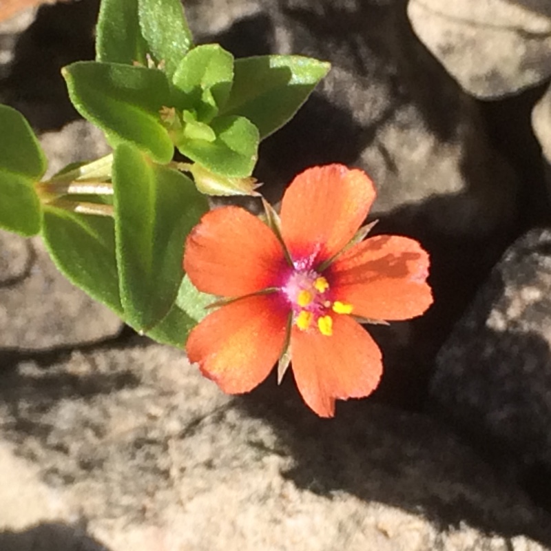 Scarlet Pimpernel in the GardenTags plant encyclopedia