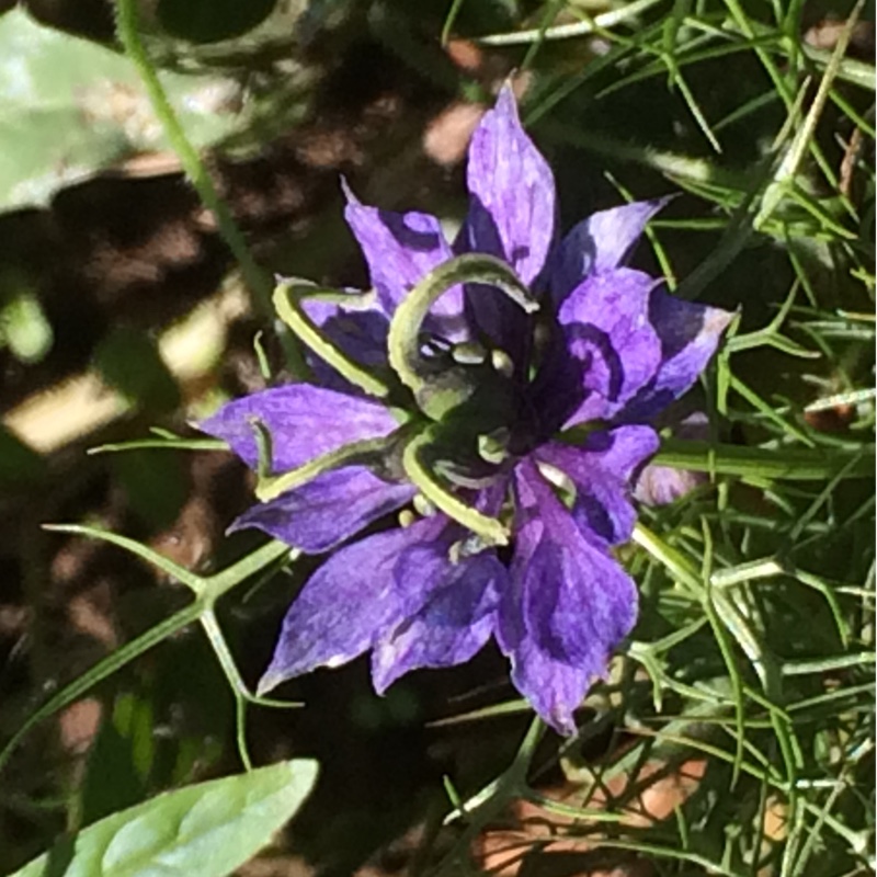 Love-in-a-mist Persian Jewels in the GardenTags plant encyclopedia