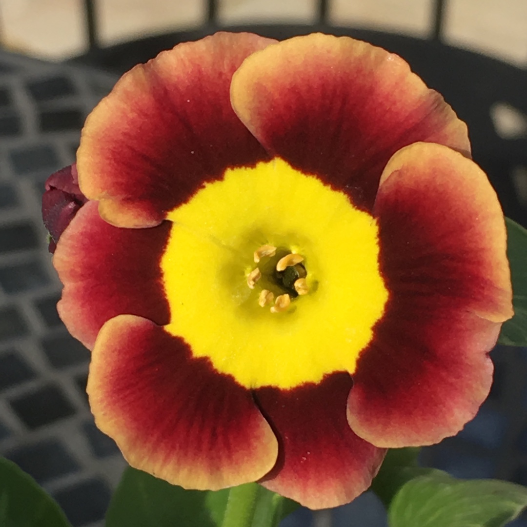 Primula Auricula in the GardenTags plant encyclopedia