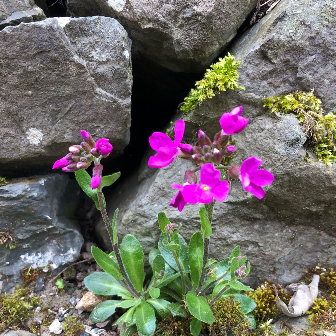 Rock Cress Spring Charm in the GardenTags plant encyclopedia