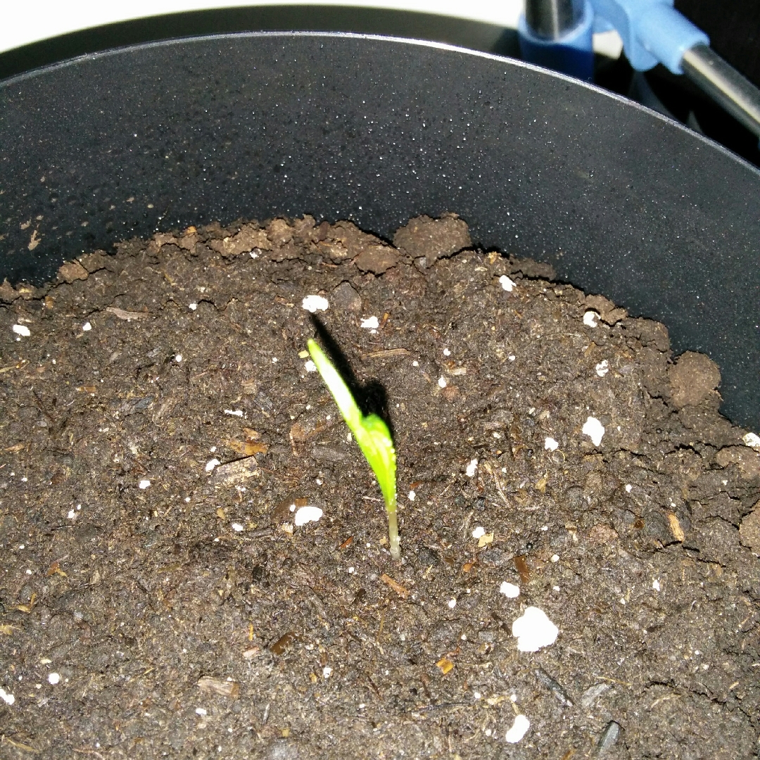 Spinach Bloomsdale in the GardenTags plant encyclopedia