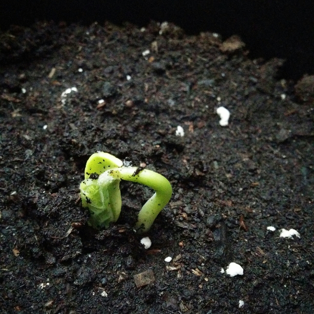 Burpee Stringless Bean (Bush) in the GardenTags plant encyclopedia