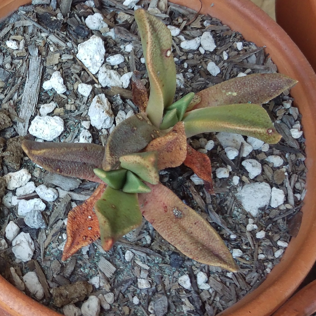 Aloinopsis rubrolineata in the GardenTags plant encyclopedia