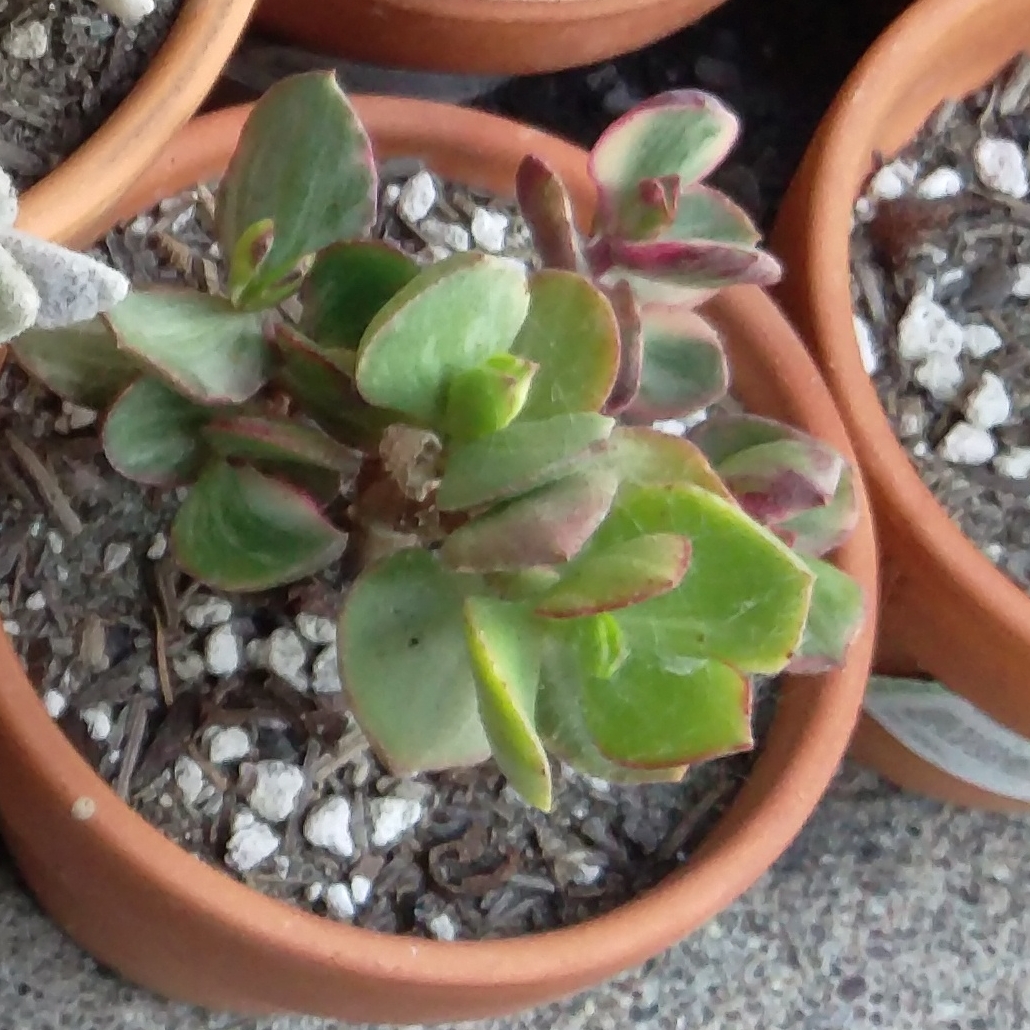 Tricolor Jade in the GardenTags plant encyclopedia