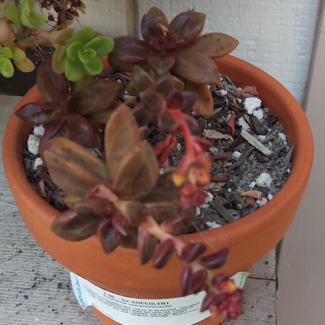 Echeveria Compressicaulis in the GardenTags plant encyclopedia