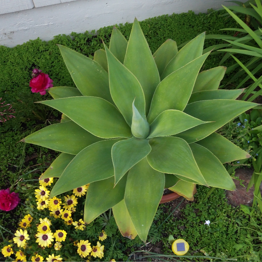 Apple Green Agave in the GardenTags plant encyclopedia