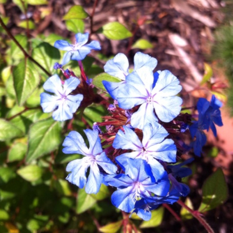 Blue Leadwort in the GardenTags plant encyclopedia