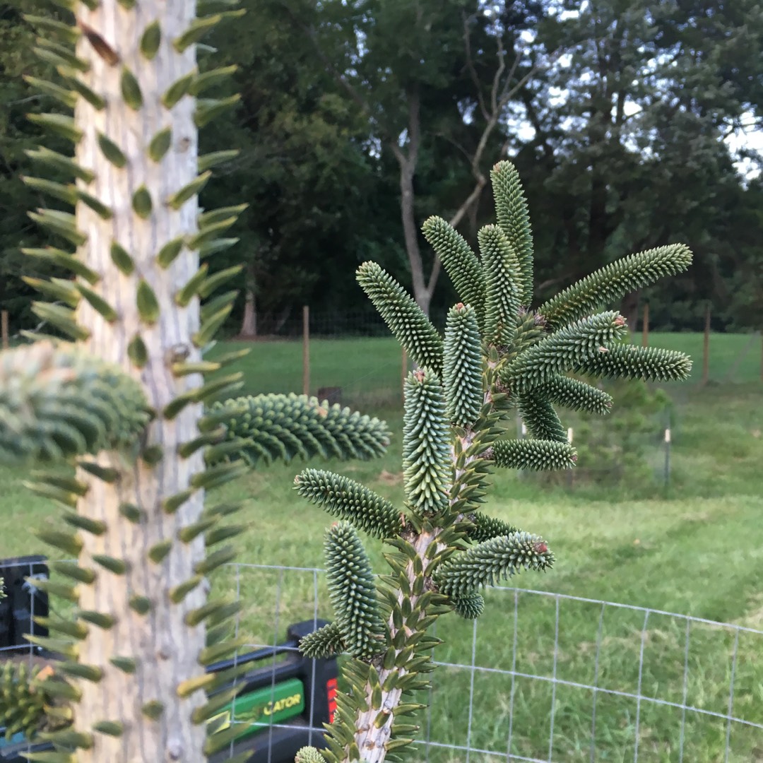 Abies pinsapo, Spanish Fir Tree in GardenTags plant encyclopedia