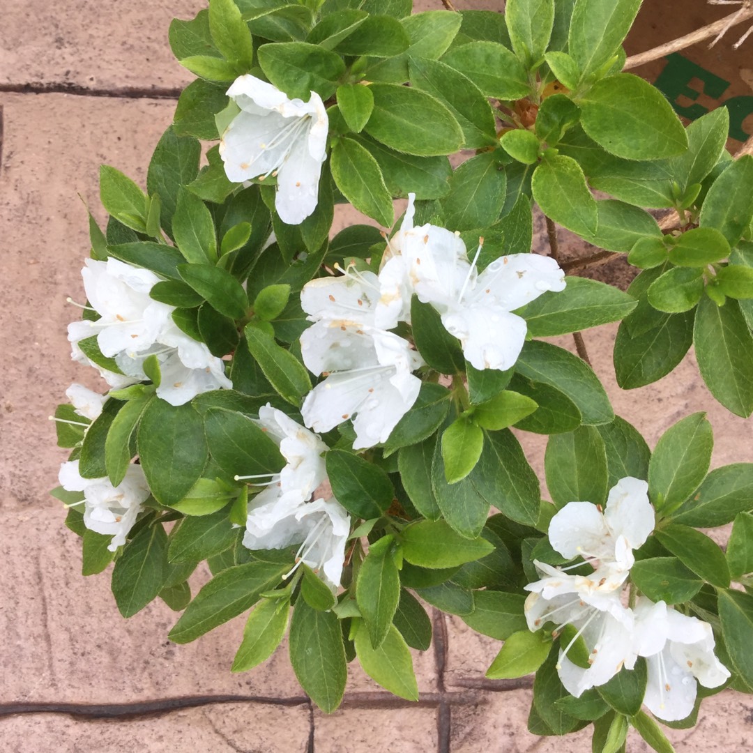 Azalea Natural Happiness in the GardenTags plant encyclopedia