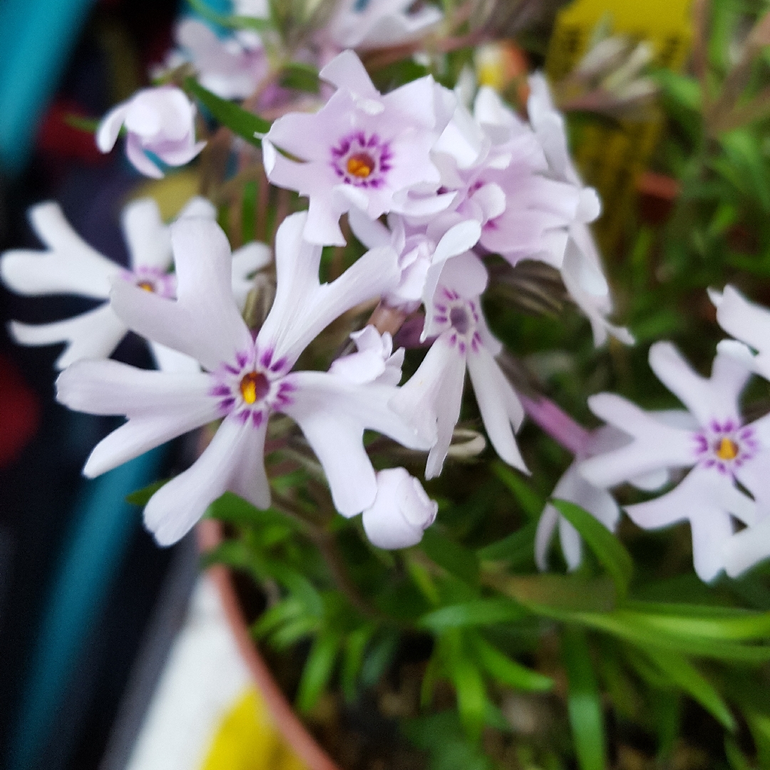 Sand Phlox Petticoat in the GardenTags plant encyclopedia