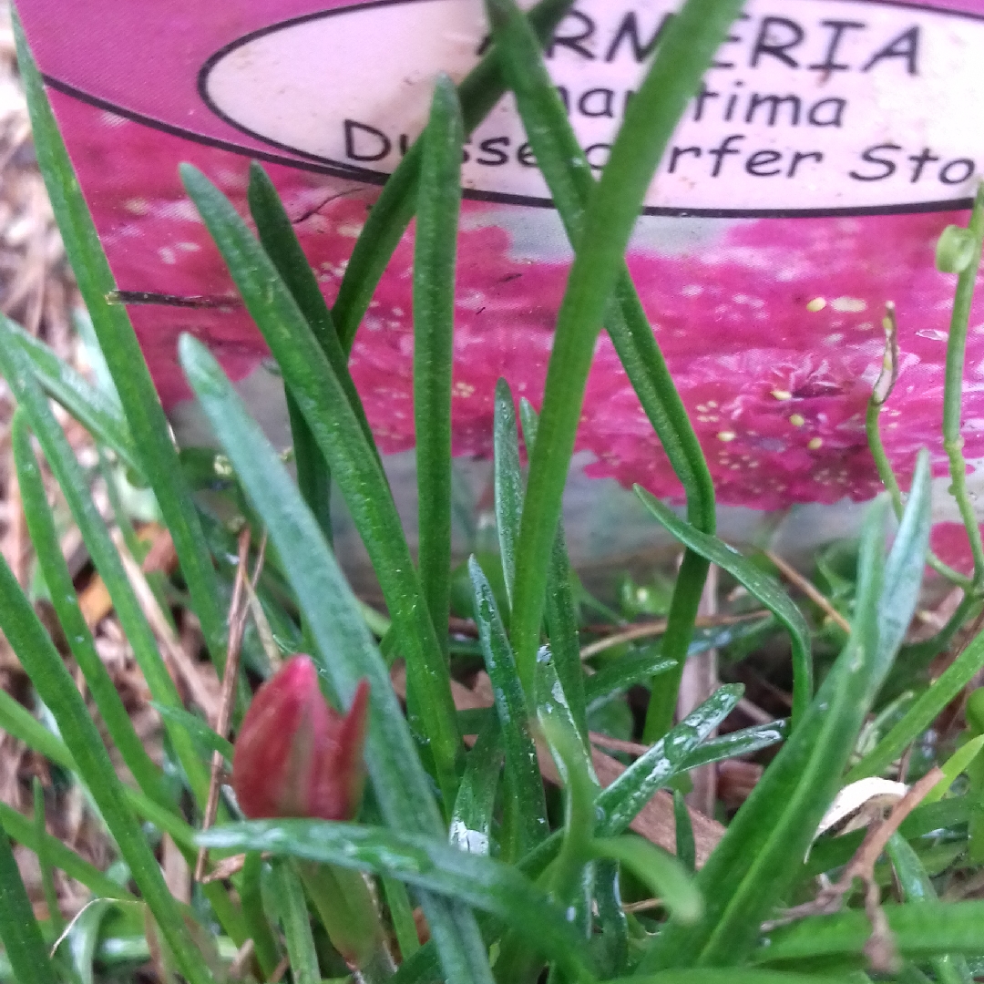 Thrift Dusseldorfer Stolz in the GardenTags plant encyclopedia