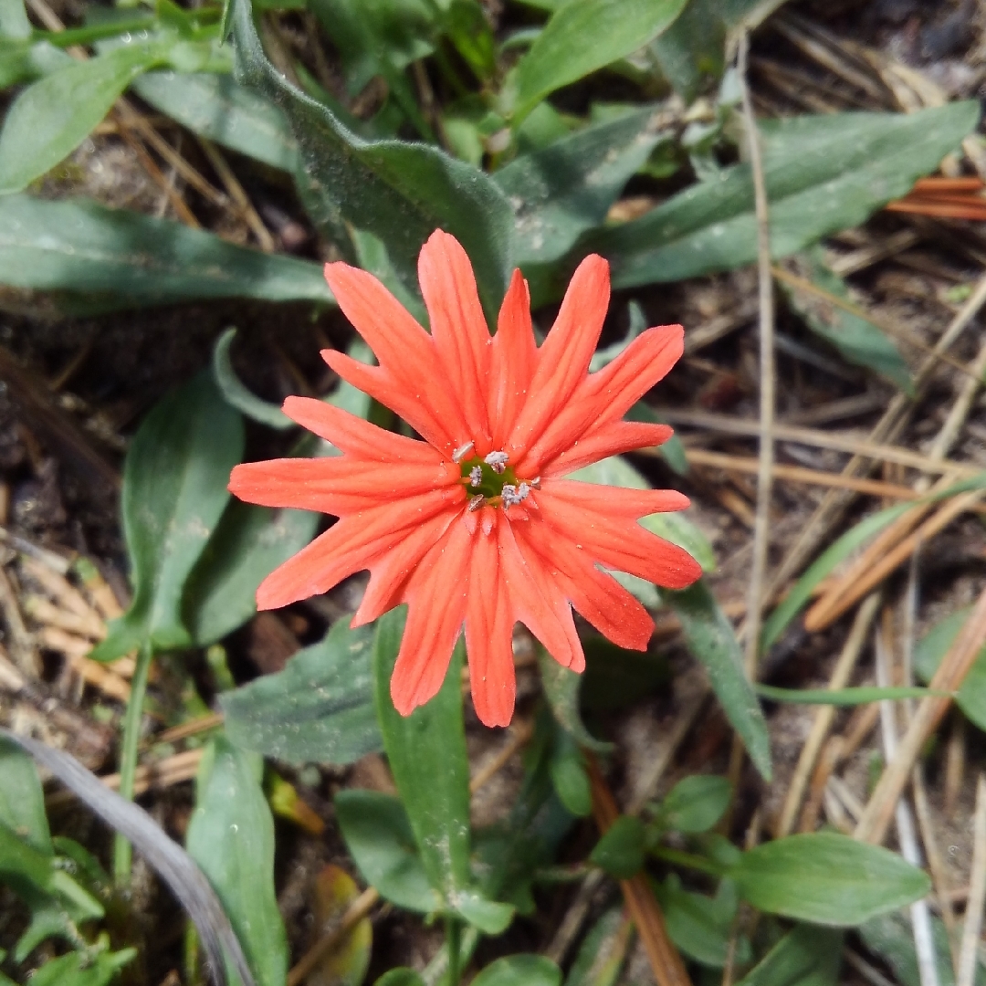 Indian Pink in the GardenTags plant encyclopedia