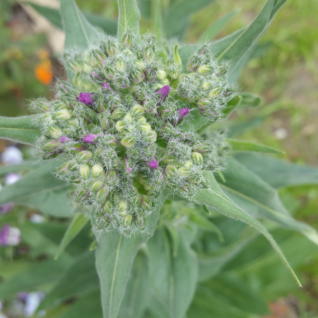 Sweet Rocket in the GardenTags plant encyclopedia