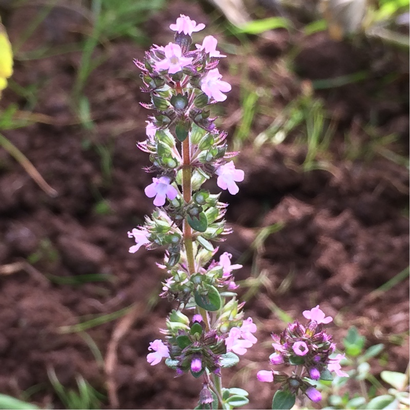 Lemon Thyme in the GardenTags plant encyclopedia