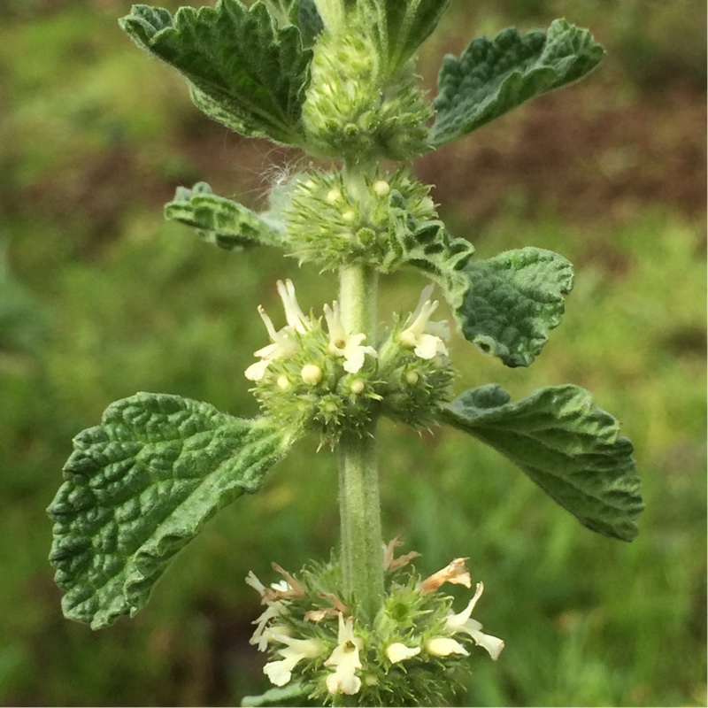 White Horehound in the GardenTags plant encyclopedia