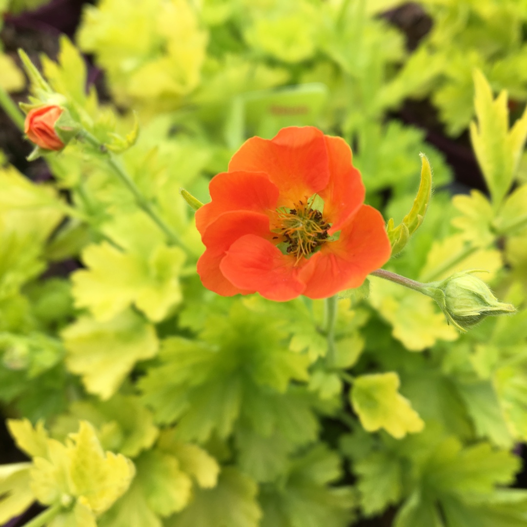 Avens Sunkissed Lime in the GardenTags plant encyclopedia