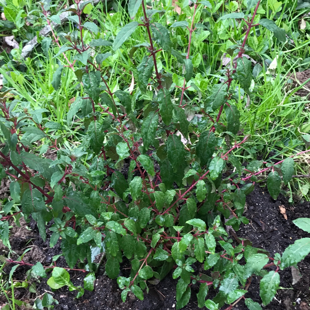 Cape Horn Hardy Fuchsia in the GardenTags plant encyclopedia