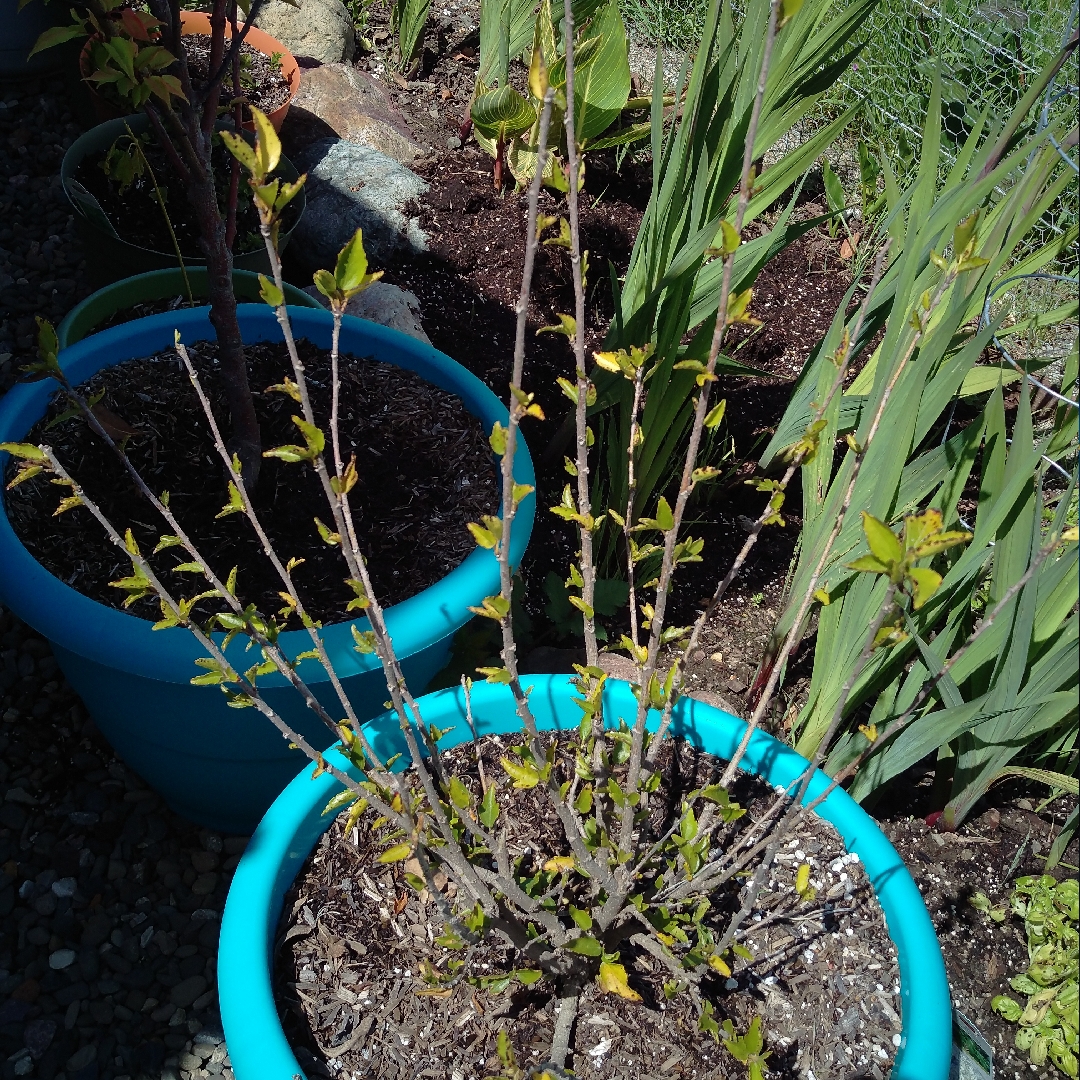 Hibiscus Cuban Gold in the GardenTags plant encyclopedia