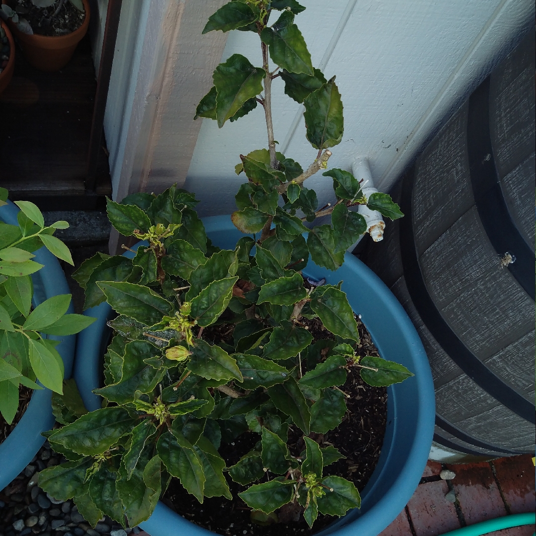 Byron Bay Rose Hibiscus in the GardenTags plant encyclopedia