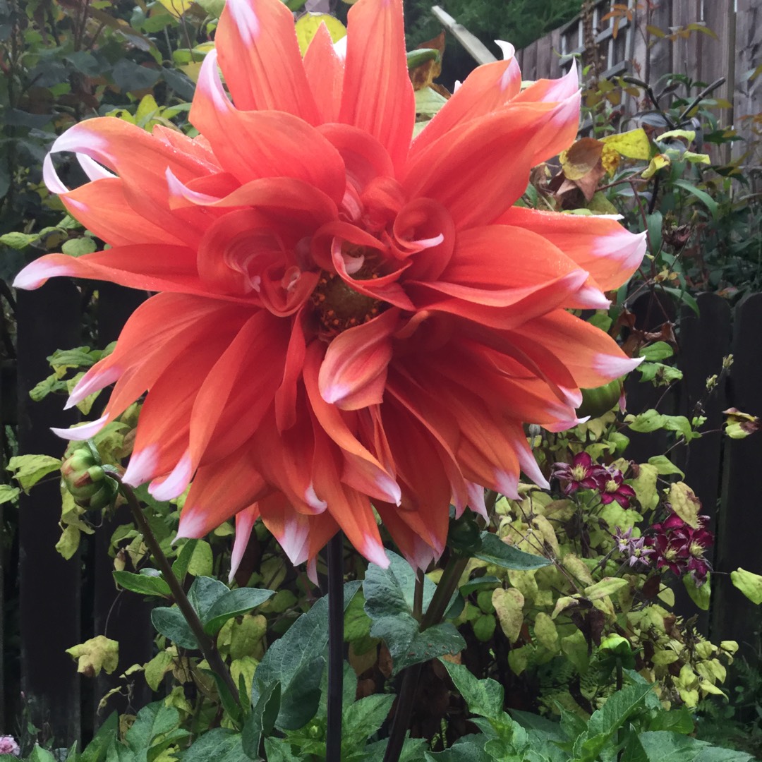 Dahlia Orange Turmoil in the GardenTags plant encyclopedia