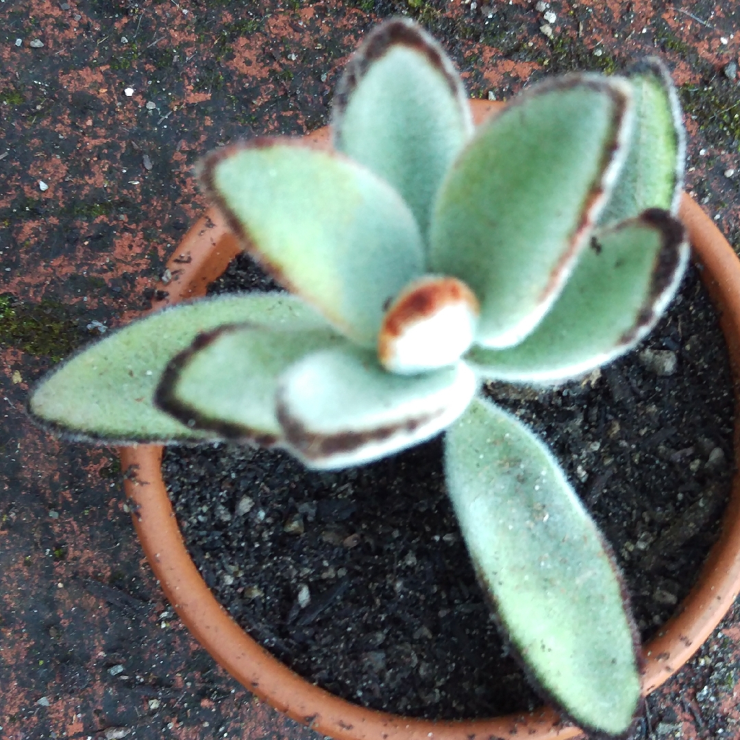 Kalanchoe Black Tie in the GardenTags plant encyclopedia