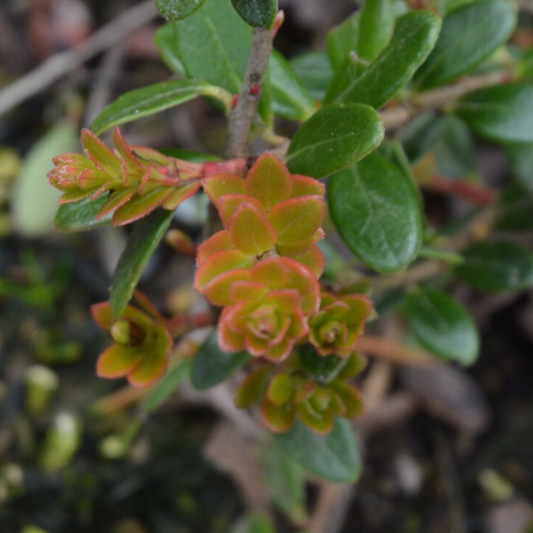 Kinnikinnick in the GardenTags plant encyclopedia