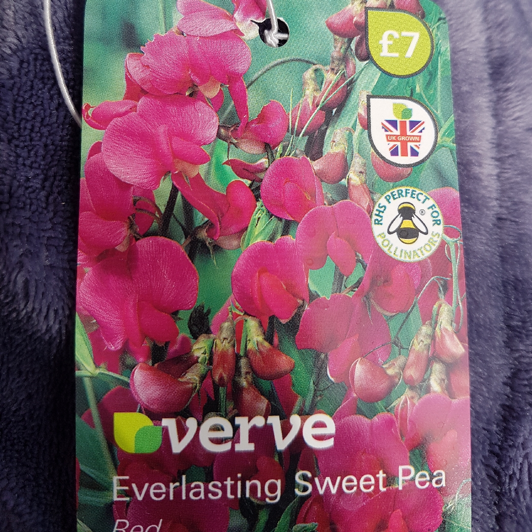 Everlasting sweet pea in the GardenTags plant encyclopedia