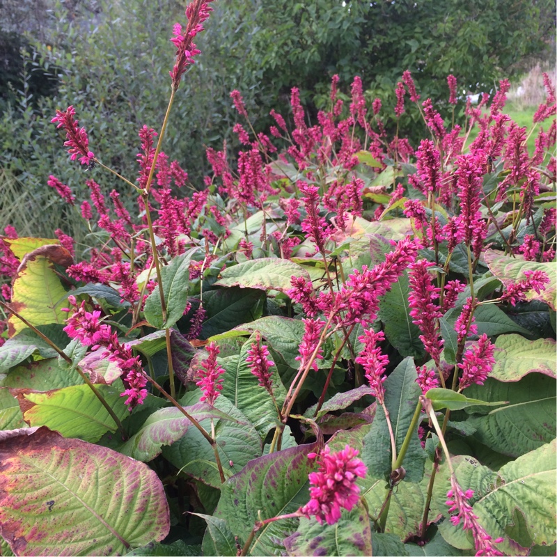 Red Bistort in the GardenTags plant encyclopedia