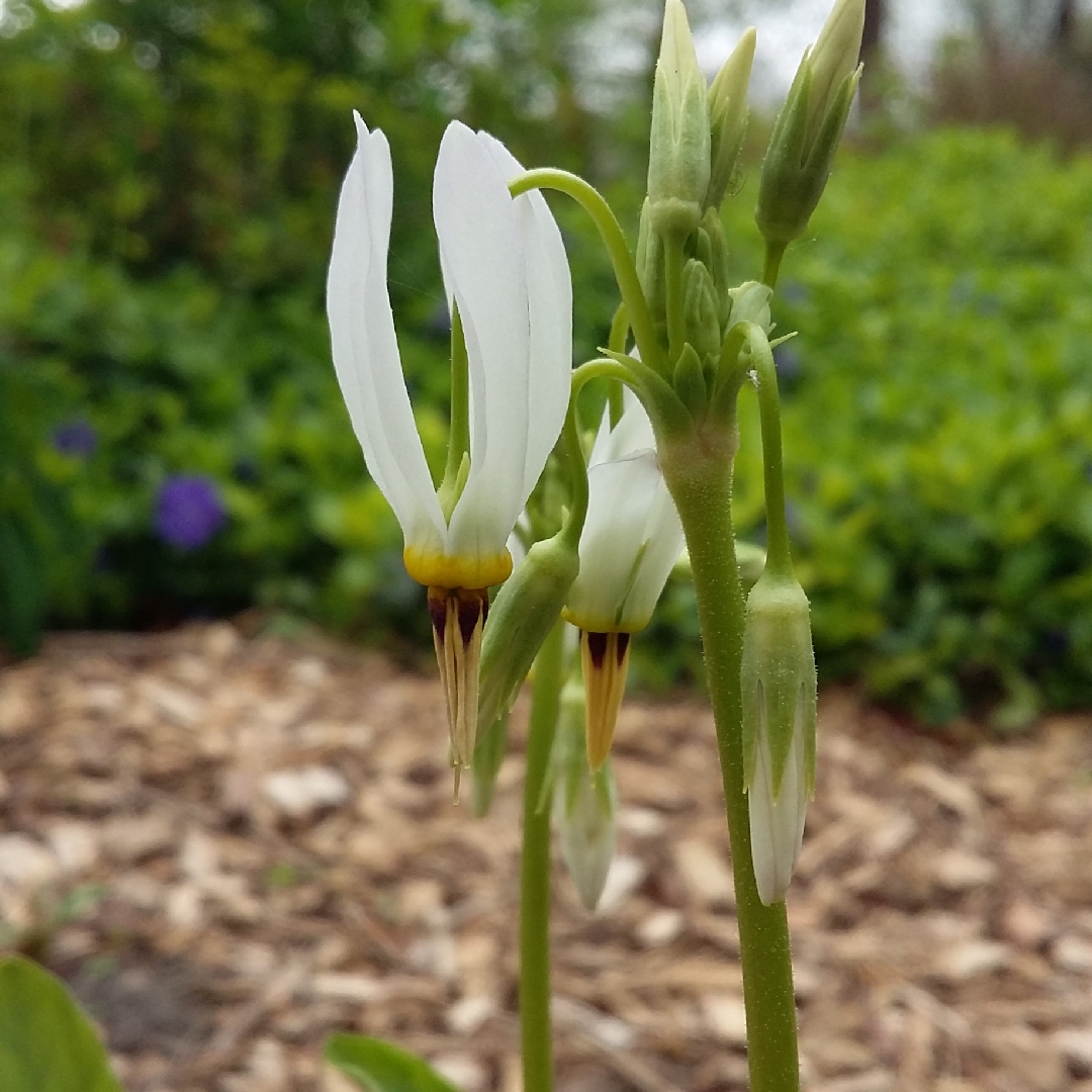 White-flowered American cowslip in the GardenTags plant encyclopedia