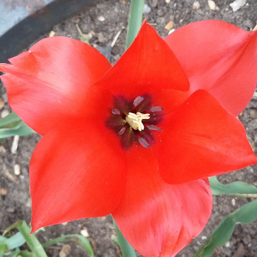 Tulip (Species) Flax-leaved Tulip (Batalinii Group) Red Hunter in the GardenTags plant encyclopedia