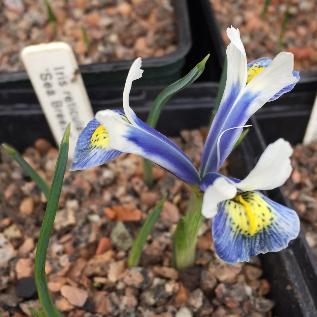 Reticulate Iris Sea Breeze in the GardenTags plant encyclopedia