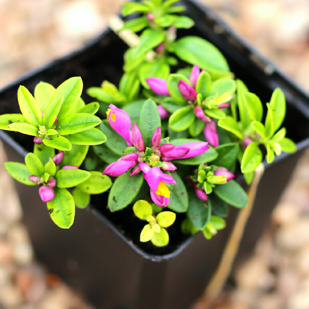 Polygala chamaebuxus grandiflora 'Purple Passion', Milkwort 'Purple ...