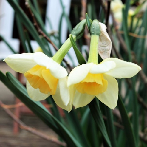 Daffodil Sweet Love (Jonquilla) in the GardenTags plant encyclopedia