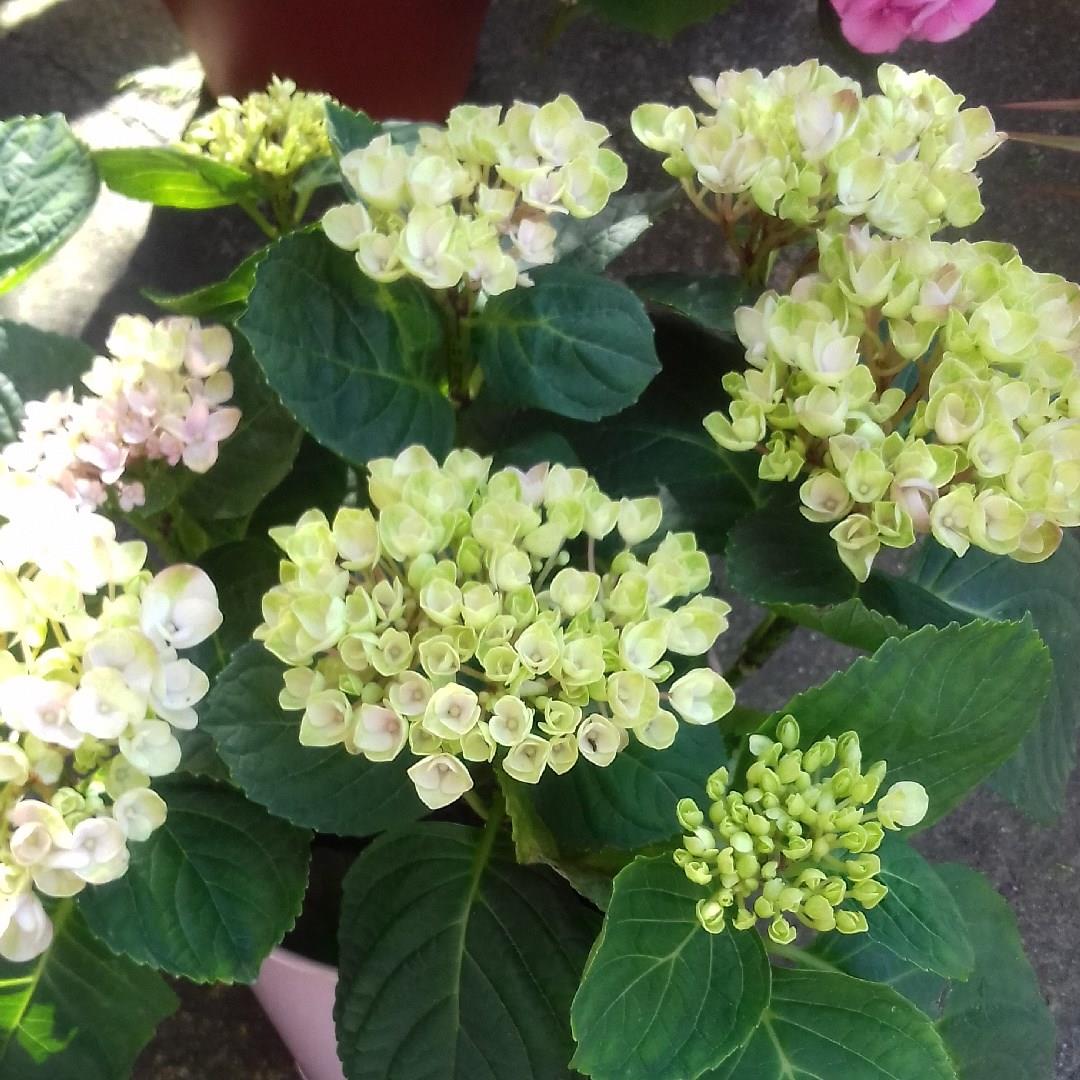 Hydrangea 'Fantasy Zinc', Hydrangea 'Fantasy Zinc' in GardenTags plant ...