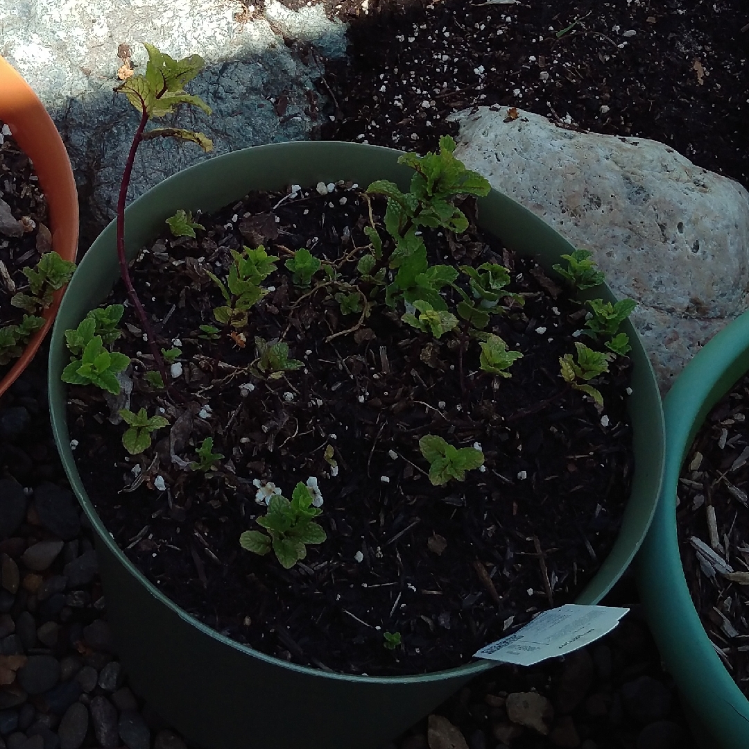 Kentucky Colonel Mint in the GardenTags plant encyclopedia